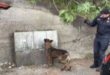 Blitz dei Carabinieri, il fiuto del cane scova droga nascosta nei contatori dell’acqua