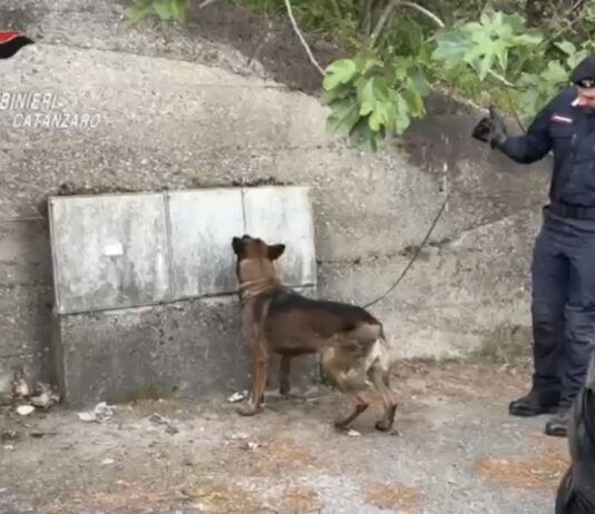 Blitz dei Carabinieri, il fiuto del cane scova droga nascosta nei contatori dell’acqua