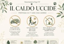 Caldo e animali domestici, i consigli dell’associazione Argo per proteggere cani e gatti