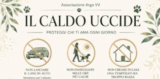 Caldo e animali domestici, i consigli dell’associazione Argo per proteggere cani e gatti