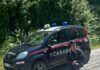 I Carabinieri Forestali salvano cinque cuccioli nel Parco Nazionale dell’Aspromonte