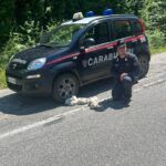 I Carabinieri Forestali salvano cinque cuccioli nel Parco Nazionale dell’Aspromonte