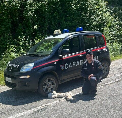 I Carabinieri Forestali salvano cinque cuccioli nel Parco Nazionale dell’Aspromonte