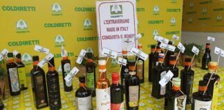 Olio calabrese, patrimonio da proteggere: Coldiretti Calabria chiede controlli anti-frode e stop a trafficanti e sottocosto