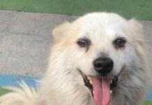 Polistena piange Grey, il cane di quartiere investito e lasciato morire: “Chiediamo giustizia”