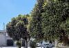 Rosarno, interrogazione della minoranza sull’abbattimento degli alberi in piazza Mastrilli: chiesti chiarimenti a Sindaco e Giunta