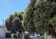 Rosarno, interrogazione della minoranza sull’abbattimento degli alberi in piazza Mastrilli: chiesti chiarimenti a Sindaco e Giunta