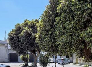 Rosarno, interrogazione della minoranza sull’abbattimento degli alberi in piazza Mastrilli: chiesti chiarimenti a Sindaco e Giunta