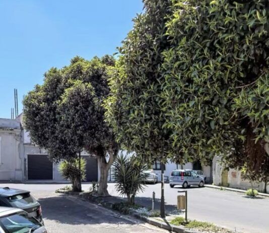 Rosarno, interrogazione della minoranza sull’abbattimento degli alberi in piazza Mastrilli: chiesti chiarimenti a Sindaco e Giunta