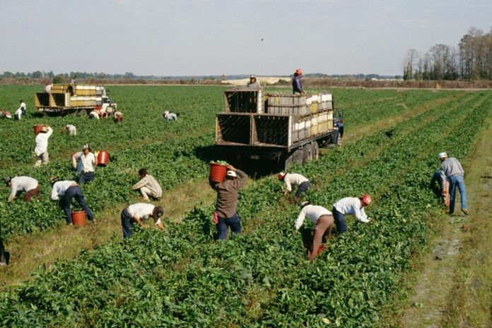 lavoro nei campi - 1