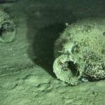 Scoperto al largo della Calabria un relitto del V-IV secolo a.C. con oltre 300 anfore