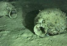 Scoperto al largo della Calabria un relitto del V-IV secolo a.C. con oltre 300 anfore