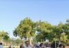 Melicucco, successo per il “Picnic P.I.P.P.I.”: una giornata di inclusione, sorrisi e sostegno alle famiglie