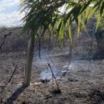 Ancora un attacco a Patrizia Rodi Morabito: incendio distrugge ulivi e coltivazioni di kiwi