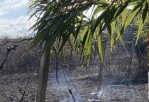 Ancora un attacco a Patrizia Rodi Morabito: incendio distrugge ulivi e coltivazioni di kiwi