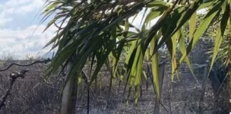 Ancora un attacco a Patrizia Rodi Morabito: incendio distrugge ulivi e coltivazioni di kiwi