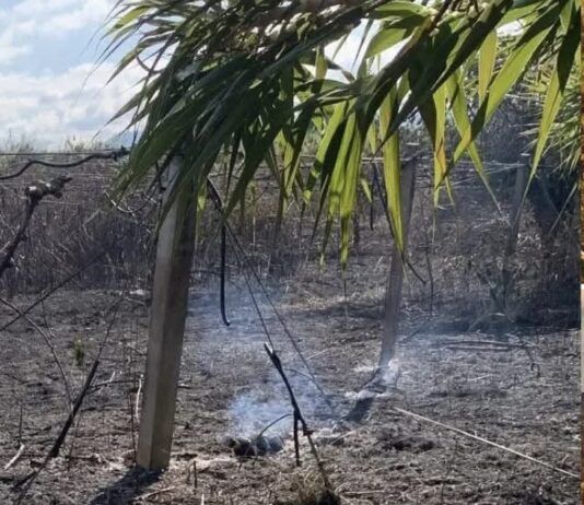 Ancora un attacco a Patrizia Rodi Morabito: incendio distrugge ulivi e coltivazioni di kiwi