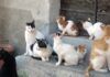 Cinquefrondi approva il regolamento per le colonie feline: nuove regole per la tutela dei gatti liberi