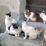 Cinquefrondi approva il regolamento per le colonie feline: nuove regole per la tutela dei gatti liberi