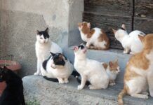 Cinquefrondi approva il regolamento per le colonie feline: nuove regole per la tutela dei gatti liberi