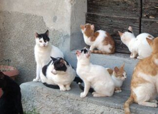 Cinquefrondi approva il regolamento per le colonie feline: nuove regole per la tutela dei gatti liberi