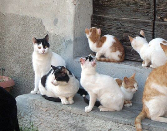 Cinquefrondi approva il regolamento per le colonie feline: nuove regole per la tutela dei gatti liberi