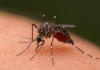 Calabria, caso di West Nile nel Catanzarese: giovane donna ricoverata, scatta la disinfestazione straordinaria