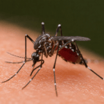 Calabria, caso di West Nile nel Catanzarese: giovane donna ricoverata, scatta la disinfestazione straordinaria