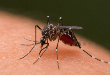 Calabria, caso di West Nile nel Catanzarese: giovane donna ricoverata, scatta la disinfestazione straordinaria