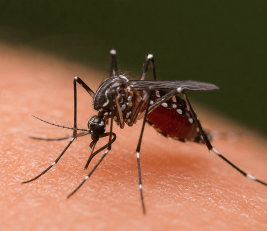 Calabria, caso di West Nile nel Catanzarese: giovane donna ricoverata, scatta la disinfestazione straordinaria