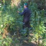 Scoperte due piantagioni di canapa indiana: sequestrate oltre 160 piante