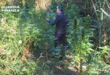 Scoperte due piantagioni di canapa indiana: sequestrate oltre 160 piante