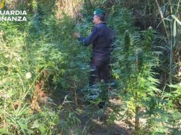 Scoperte due piantagioni di canapa indiana: sequestrate oltre 160 piante