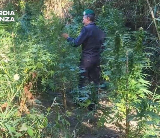 Scoperte due piantagioni di canapa indiana: sequestrate oltre 160 piante