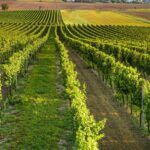 Vigneto Calabria, Coldiretti: anche in Calabria vendemmia al via in anticipo tra clima e rincari