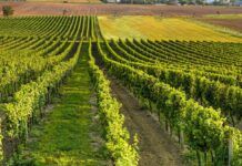 Vigneto Calabria, Coldiretti: anche in Calabria vendemmia al via in anticipo tra clima e rincari