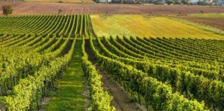 Vigneto Calabria, Coldiretti: anche in Calabria vendemmia al via in anticipo tra clima e rincari