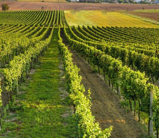 Vigneto Calabria, Coldiretti: anche in Calabria vendemmia al via in anticipo tra clima e rincari