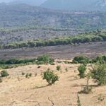 Incendi e siccità, Coldiretti Calabria: «Interventi urgenti per salvare agricoltori e allevatori»