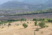 Incendi e siccità, Coldiretti Calabria: «Interventi urgenti per salvare agricoltori e allevatori»