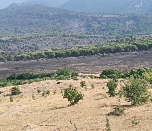 Incendi e siccità, Coldiretti Calabria: «Interventi urgenti per salvare agricoltori e allevatori»