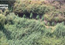 Scoperte due piantagioni di marijuana: sequestrate 128 piante, valore oltre 500mila euro