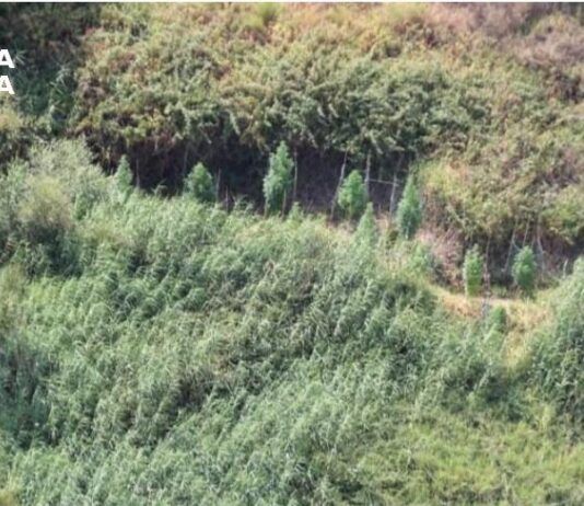 Scoperte due piantagioni di marijuana: sequestrate 128 piante, valore oltre 500mila euro