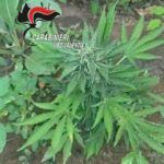 Scoperta una coltivazione di cannabis: denunciato un 38enne