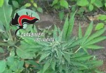 Scoperta una coltivazione di cannabis: denunciato un 38enne