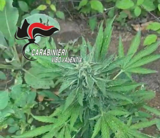 Scoperta una coltivazione di cannabis: denunciato un 38enne