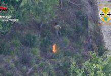 Incendio boschivo, arrestato un allevatore cinquantenne: incastrato dalle immagini del drone