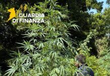 Scoperta piantagione di marijuana nascosta in un’area boschiva: sequestrate 53 piante