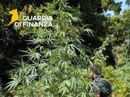 Scoperta piantagione di marijuana nascosta in un’area boschiva: sequestrate 53 piante