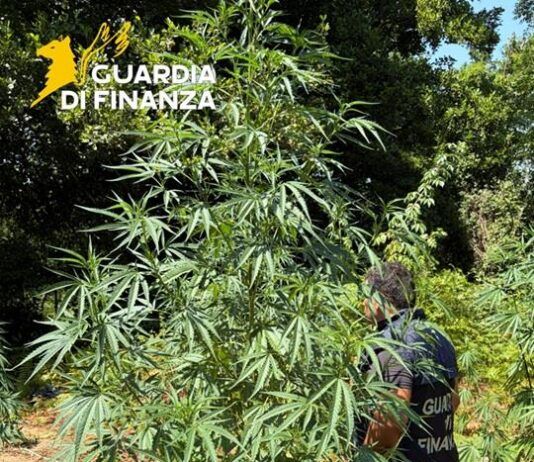 Scoperta piantagione di marijuana nascosta in un’area boschiva: sequestrate 53 piante